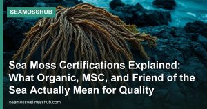 Sea Moss Certifications Explained: What Organic, MSC, and Friend of the Sea Actually Mean for Quality