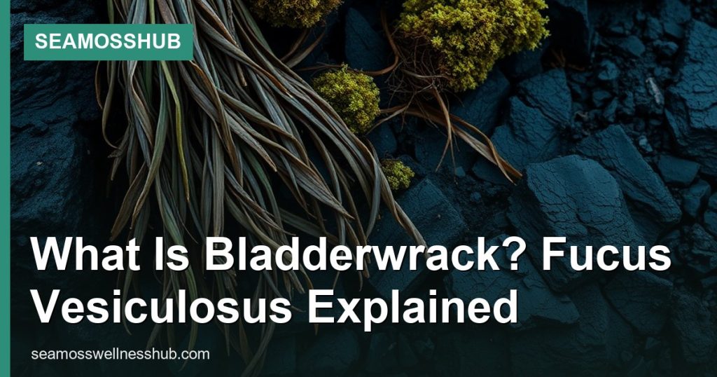 What Is Bladderwrack? Fucus Vesiculosus Explained - SeaMossHub