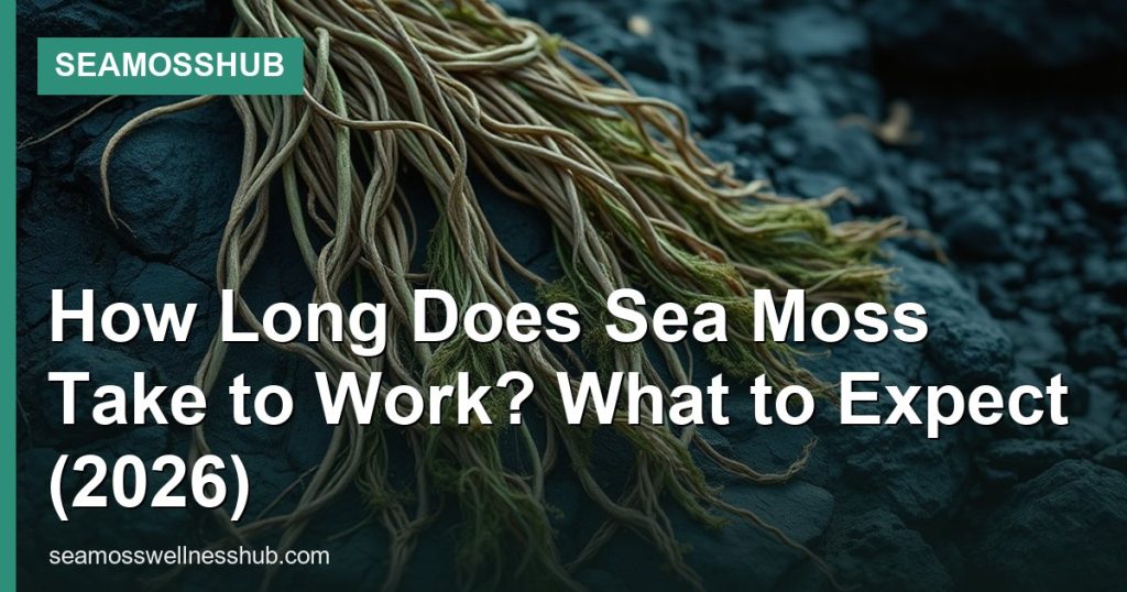 How Long Does Sea Moss Take to Work? What to Expect (2026) - SeaMossHub