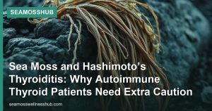 Sea Moss and Hashimoto’s Thyroiditis: Why Autoimmune Thyroid Patients Need Extra Caution